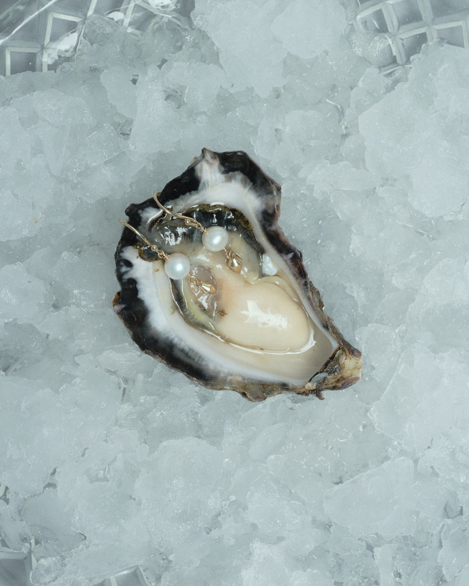 AEJL Ancient Pearl Earrings in 9kt gold and freshwater pearl displayed on oyster shell, Reflective Bodies collection