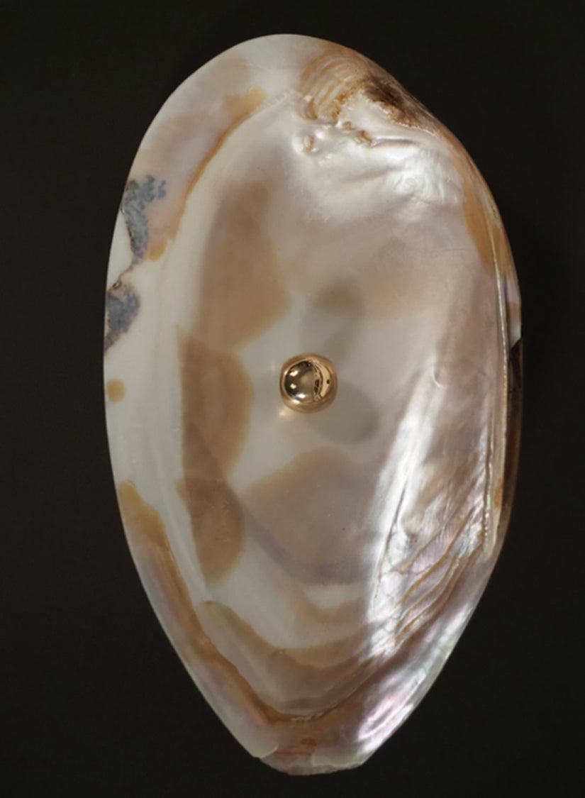 AEJL Orb Ear cuff in a shell on a black background