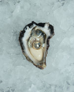 Load image into Gallery viewer, AEJL orb ear cuff placed artfully in an oyster representing a golden pearl.
